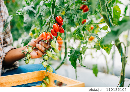 Amidst a sunny farm a black woman farmer harvests ripe red tomatoes. Hand-cutting and placing them into a wooden crate. Focus on vegetable cultivation and the joy of farming. 110126105