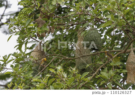 The small bird is build the nest bird on tree in nature at thailand 110126327