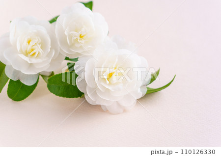 八重咲きの白いサザンカの花の背景 八重咲きの白いサザンカの花の背景 110126330