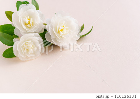 八重咲きの白いサザンカの花の背景 八重咲きの白いサザンカの花の背景 110126331