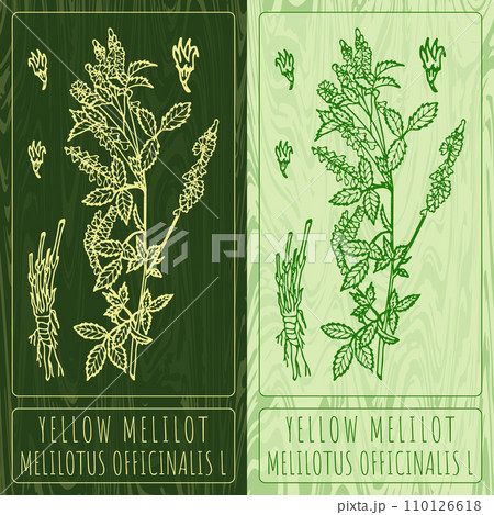 Vector drawings YELLOW MELILOT. Hand drawn illustration. Latin name MELILOTUS OFFICINALIS L. 110126618