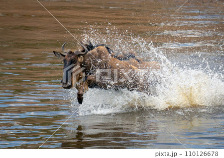 Blue wildebeest gallops across river creating spray 110126678