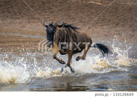 Blue wildebeest gallops through shallows in spray 110126689