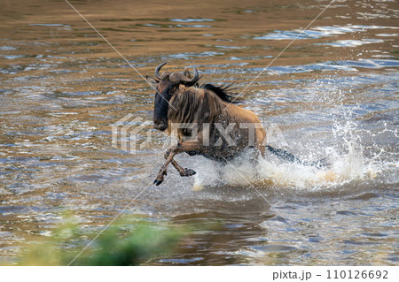 Blue wildebeest gallops through water amid spray Blue wildebeest gallops through water amid spray 110126692