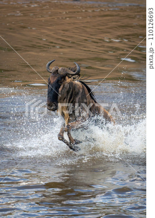Blue wildebeest gallops through water in spray Blue wildebeest gallops through water in spray 110126693