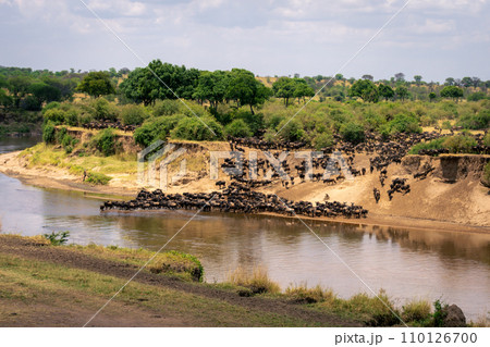 Blue wildebeest gather near woods on riverbank Blue wildebeest gather near woods on riverbank 110126700