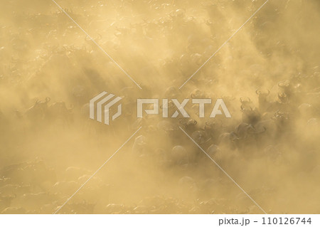 Blue wildebeest herd races along dusty riverbank 110126744