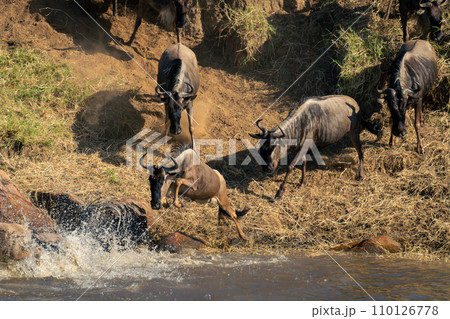 Blue wildebeest jumps into water from bank Blue wildebeest jumps into water from bank 110126778