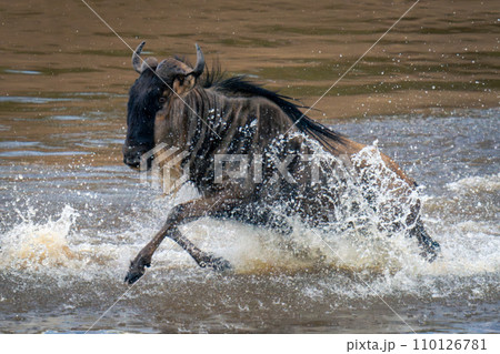 Blue wildebeest jumps through river creating spray Blue wildebeest jumps through river creating spray 110126781
