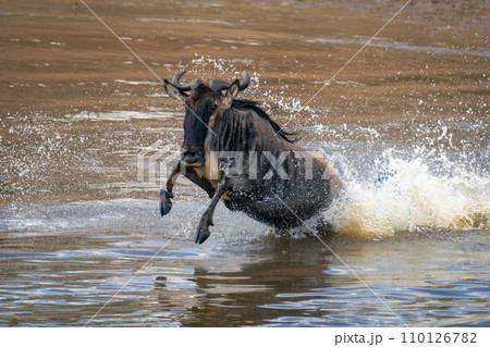 Blue wildebeest jumps through river in spray 110126782