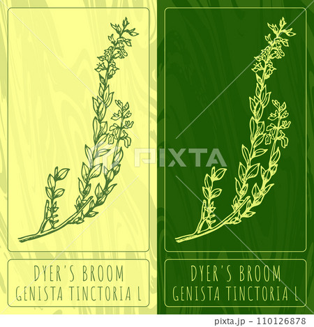Vector drawings DYER'S BROOM. Hand drawn illustration. Latin name GENISTA TINCTORIA L. 110126878