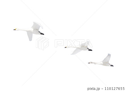 白鳥の編隊飛行(透過背景のPNG画材) 白鳥の編隊飛行(透過背景のPNG画材) 110127655
