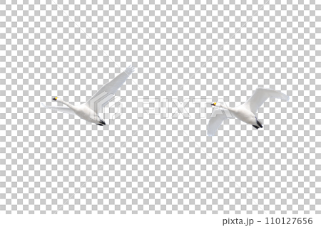 Swan formation flight (PNG art material with transparent background) Swan formation flight (PNG art material with transparent background) 110127656