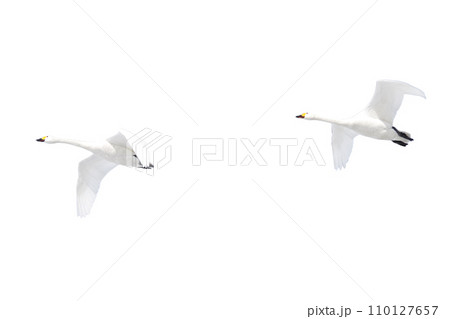 白鳥の編隊飛行(透過背景のPNG画材) 白鳥の編隊飛行(透過背景のPNG画材) 110127657