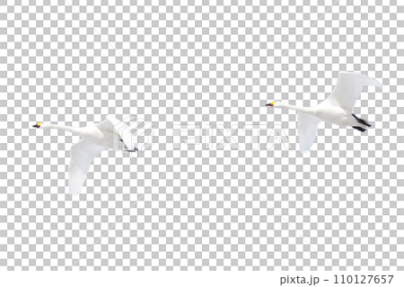 Swan formation flight (PNG art material with transparent background) Swan formation flight (PNG art material with transparent background) 110127657