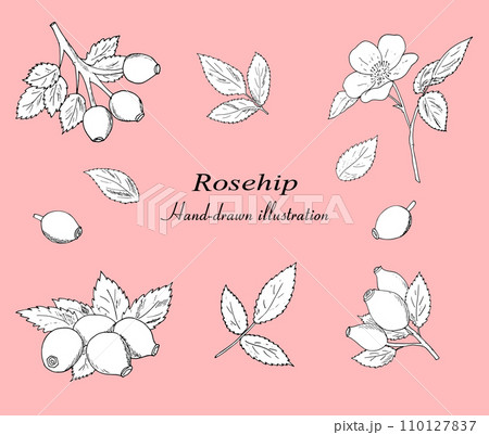 Hand-drawn rosehip berries with leaves vector set. Botanical illustration, black outline isolated on a white background. 110127837