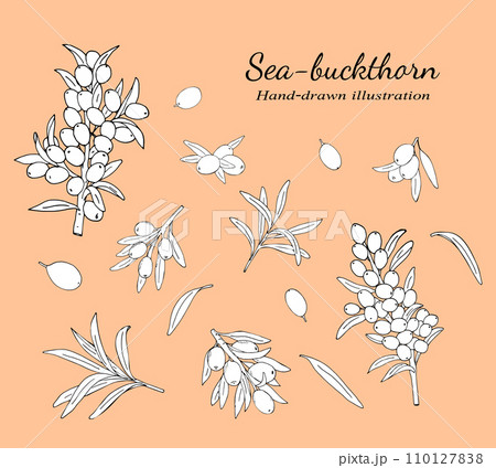 Sea buckthorn branches with berries and leaves. Natural  Sea buckthorn berries, leaves, branches, and twigs vector illustration set on a white background. Botanical hand-drawn sketch of bunch 110127838
