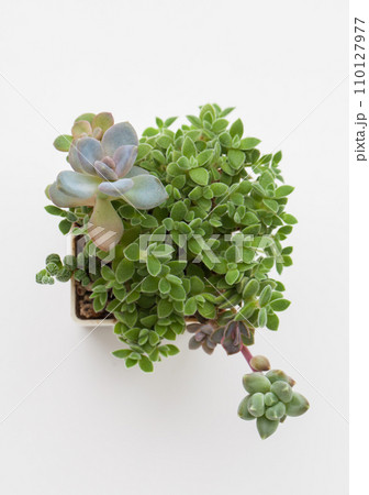 Small Crassula Ernestii, graptopetalum and pachyphytum top view on white background Small Crassula Ernestii, graptopetalum and pachyphytum top view on white background 110127977