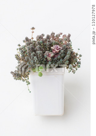 Succulent plant in white plastic pot. Sedum dasyphyllum minor 110127978