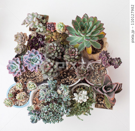 Rare Succulent plant collection. Eheveria, Sedum, Crassula, Pachyveria houseplant flowers top view  110127982