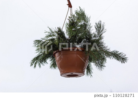 Green pine branches with needles in a clay hanging basket-planter on a white background 110128271