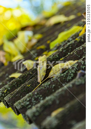 An old roof overgrown with moss and fallen leaves. 110128505