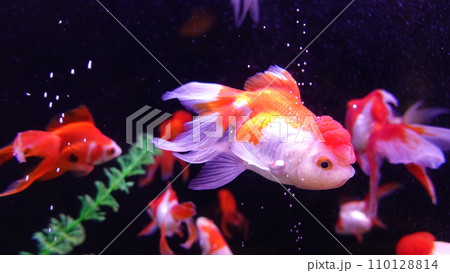 色鮮やかな金魚 色鮮やかな金魚 110128814