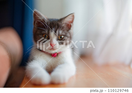 窓辺の子猫 110129746