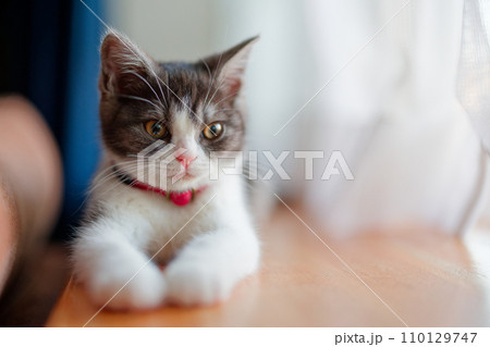 窓辺の子猫 110129747