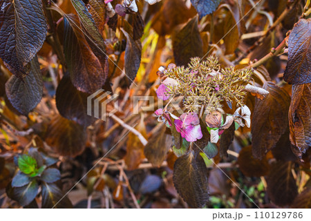 枯れてもなお美しい紫陽花 枯れてもなお美しい紫陽花 110129786