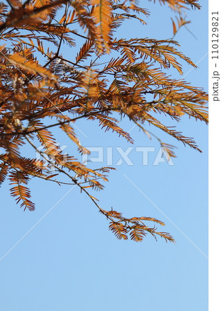 紅葉したメタセコイア 紅葉したメタセコイア 110129821