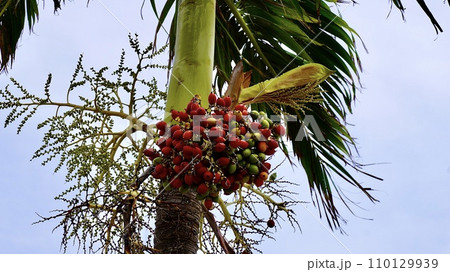沖縄の赤い実をつけたビンロウ 沖縄の赤い実をつけたビンロウ 110129939
