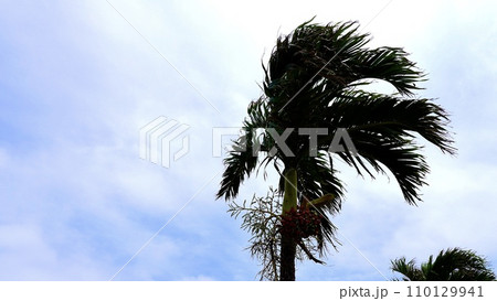 沖縄の赤い実をつけたビンロウ 110129941