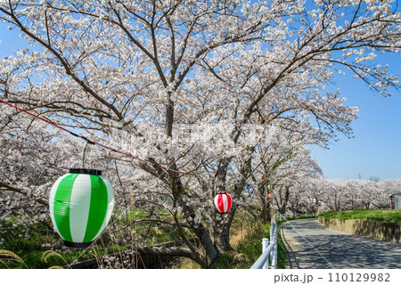 《お花見イメージ》桜　満開　提灯 110129982