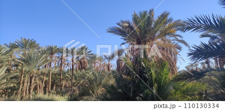 Date palms in the oasis city of Tozeur Tunisia 110130334