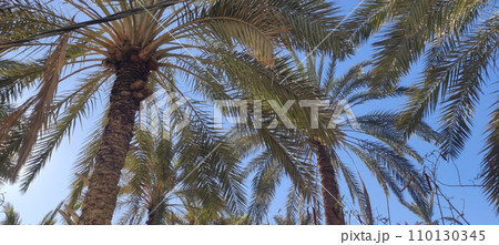 Date palms in the oasis city of Tozeur Tunisia 110130345