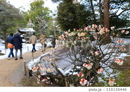 冬の「盆梅展」で知られる、滋賀県の慶雲閣:庭園と梅の花 冬の「盆梅展」で知られる、滋賀県の慶雲閣:庭園と梅の花 110130446