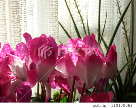 窓辺のシクラメン　Cyclamen persicum 110130662