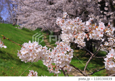 武庫川河川敷(兵庫県尼崎市)満開の桜 武庫川河川敷(兵庫県尼崎市)満開の桜 110130839