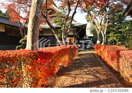 多福寺 本堂 紅葉 埼玉県三芳町 多福寺 本堂 紅葉 埼玉県三芳町 110130896