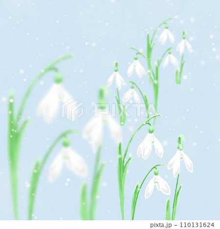 雪の中のスノードロップ 110131624