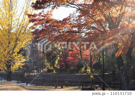 紅葉した木々 110131710