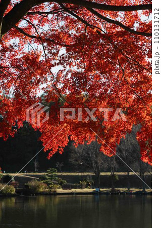 真っ赤な紅葉 110131712