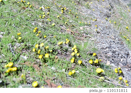 斜面に咲く福寿草の黄色い花 110131811
