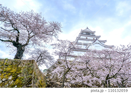 鶴ヶ城 本丸 天守閣 満開の桜 春 会津若松市 鶴ヶ城 本丸 天守閣 満開の桜 春 会津若松市 110132059