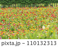 夏の百日草 110132313