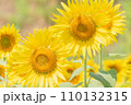 夏のひまわり畑 110132315