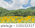 夏のひまわり畑 110132317