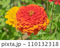 夏の百日草 110132318