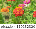 夏の百日草 110132320